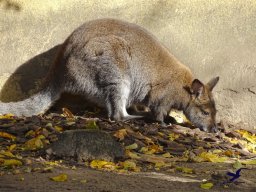 Tiergarten Schönbrunn am 20.10.2025